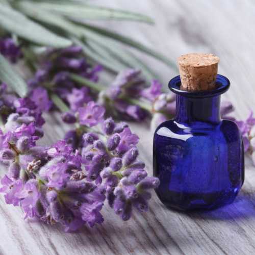 تاریخچه گیاه و رایحه اسطوخودوس یا لاوندر