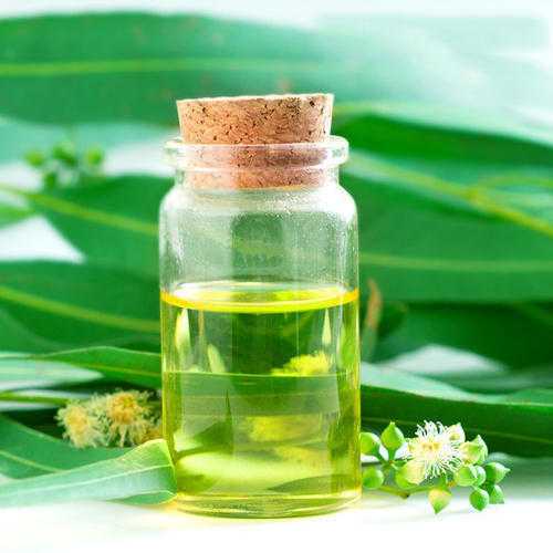 رایحه و اسانس اوکالیپتوس آرورایحه