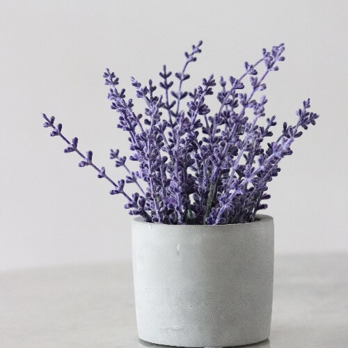 تاثیرات اسطوخودوس برای مغز