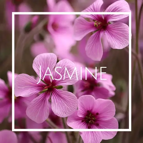 اسانس خوشبو کننده هوا یاس (Jasmine)